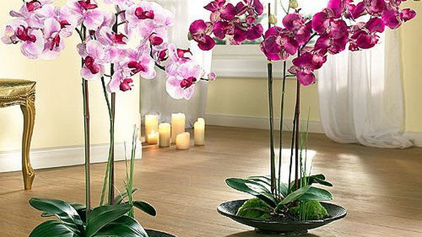 Стоит ли держать орхидеи дома