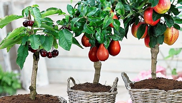 Не обязательно иметь сад под окнами, чтобы выращивать фрукты