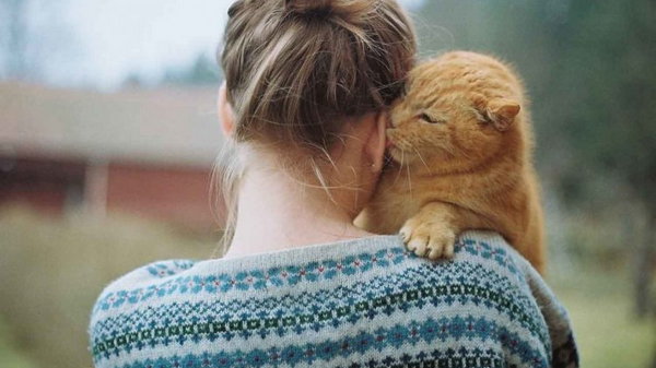 Признаки кошачьей любви