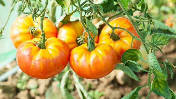 Сколько кустов томатов посадить на огороде