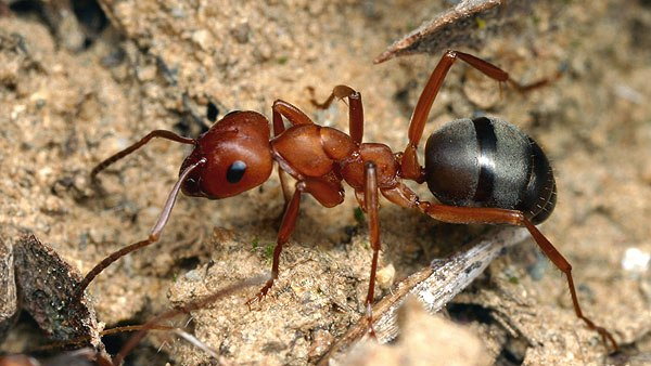 Кипяток, чеснок и мел. Как бороться с муравьями без химии?