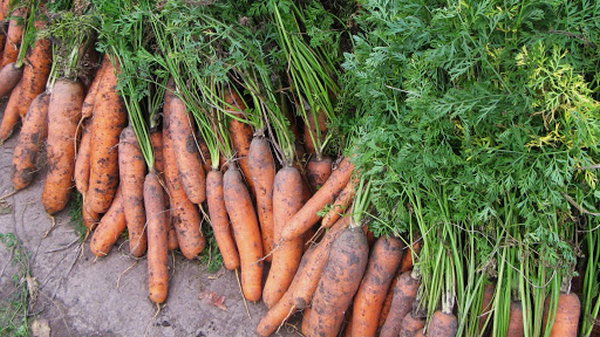 Морковь. «Лечебник» для овощных и плодовых культур