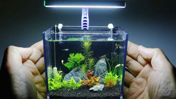 Как выбрать свой первый аквариум?