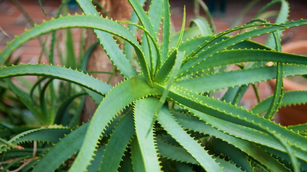 Эти растения – кислородные бомбы! Хотя бы один должен быть в вашем доме! Вот 6 лучших растений, которые вы должны иметь в вашем доме: