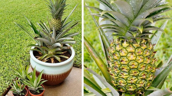 Тропический уголок дома. Узнай, как можно вырастить ананас в домашних условиях!