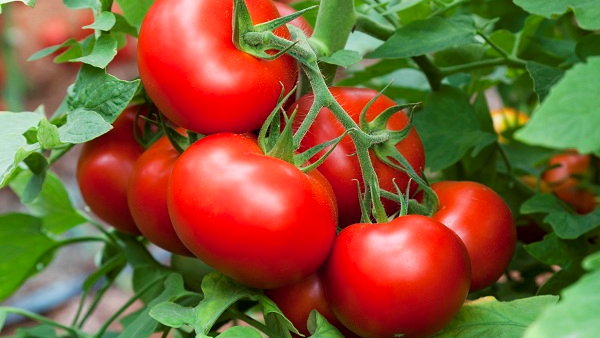 Мастерство выращивания помидоров и чем подкормить помидоры при посадке
