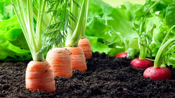Почему нужно сеять редис в морковный ряд и как правильно это сделать