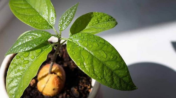 Инструкция по выращиванию авокадо из косточки