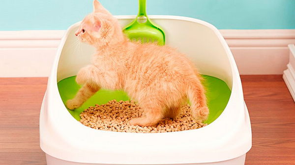 Как легко приучить кошку к туалету?