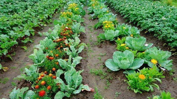 Какие овощи необходимо посадить на грядке рядом