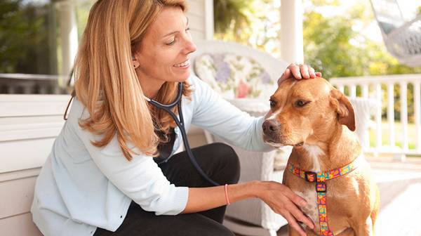 Вызов ветеринара на дом: роскошь или необходимость?