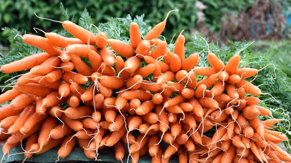 Как на огороде вырастить крупную и сладкую морковь?