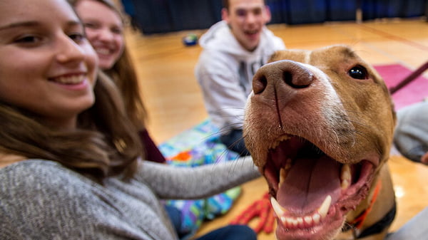 Собаки помогли студентам снизить стресс и улучшить настроение