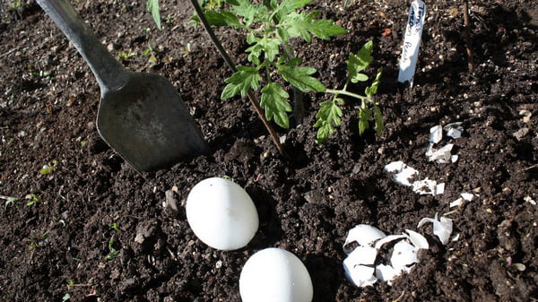 Яичная скорлупа — отличное удобрение для огорода
