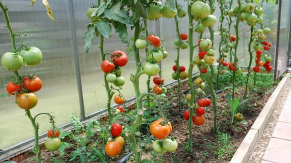 Как правильно подвязывать помидоры?