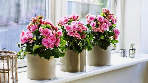 5 домашних растений для начинающего цветовода