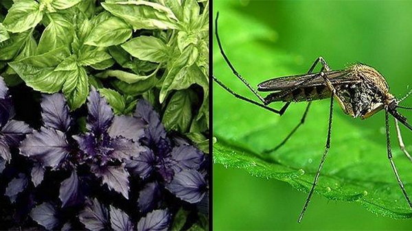 Эти 6 чудо-трав отпугивают насекомых