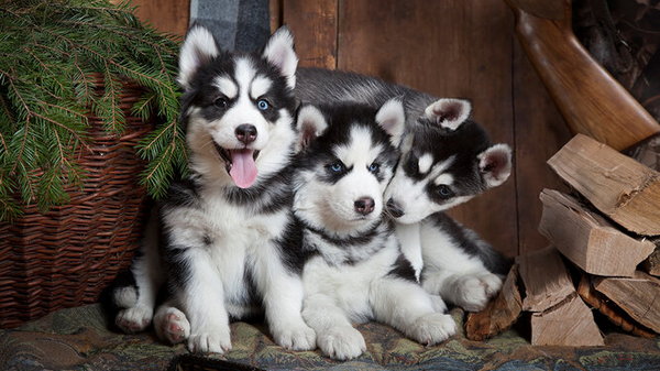 Сибирский хаски: что нужно знать, если вы берете щенка этой породы
