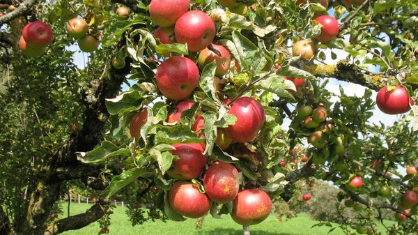 Какие сорта яблок посадить на дачном участке