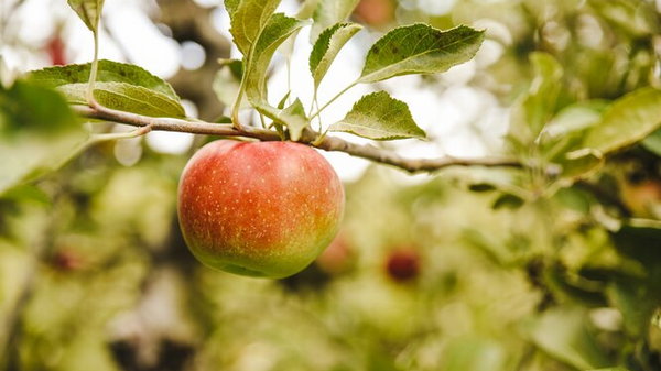 Преимущества яблочного уксуса по мнению диетологов
