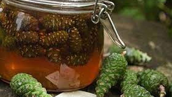 Еловый мед от гриппа спасает