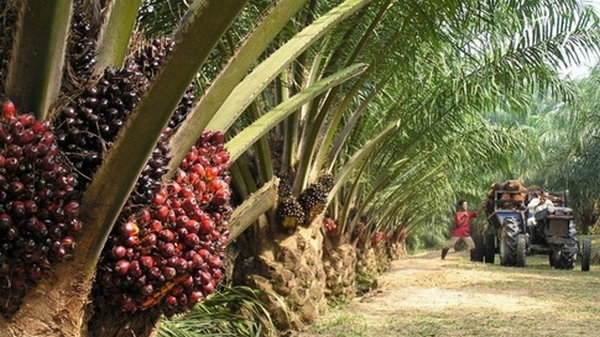 Стоит ли бояться пальмового масла