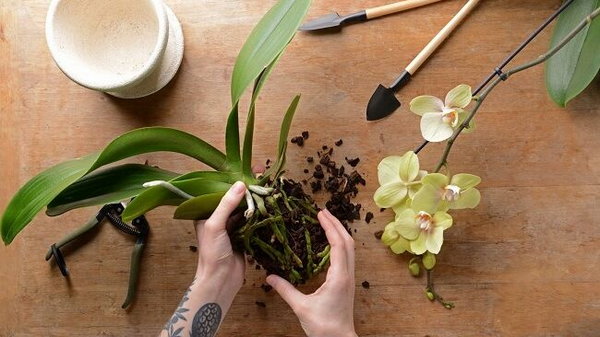 Как пересадить орхидеи необычным способом