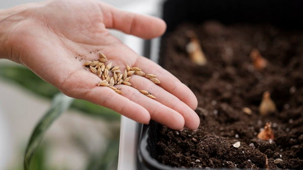 Как проращивать любые семена перед посадкой